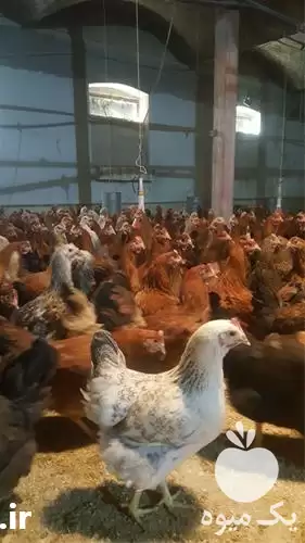 فروش جوجه دورگه 1 روزه و محلی در گروه مرغ و خروس و بوقلمون و اردک قو قاز در یکمیوه -عکس1