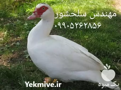 فروش جوجه اردک روسی در گروه مرغ و خروس و بوقلمون و اردک قو قاز در یکمیوه -عکس1