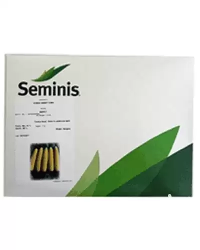 قیمت خرید توزیع بذر ذرت مریت در اهواز در گروه خرید و فروش بذر ذرت در یکمیوه -عکس1