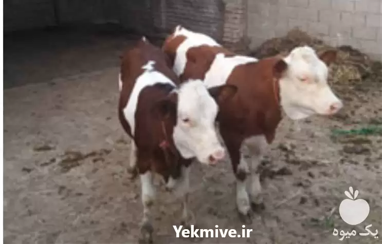 خرید و فروش گوساله پرواری در تهران در گروه گاو و گوسفند و میش و بز کهره گوساله در یکمیوه -عکس1