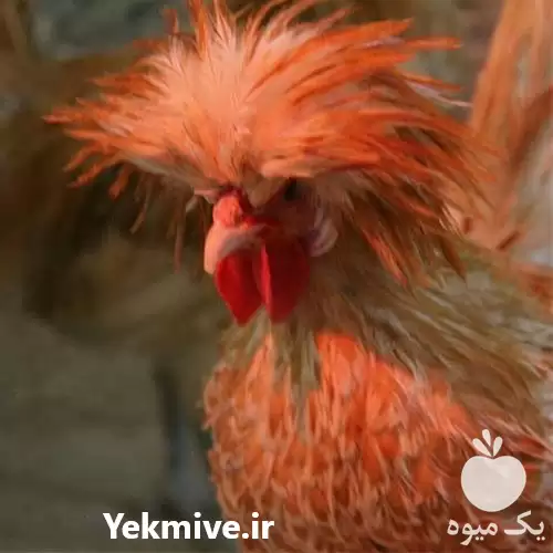 فروش تخم نطفه دار جوجه مرغ در خرم‌ آباد در گروه انواع تخم ها در یکمیوه -عکس1