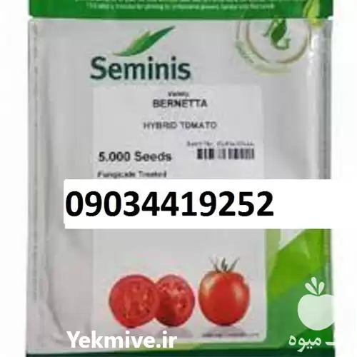 بذر گوجه فرنگی برنتا پر فروش در ساری در گروه خرید و فروش گوجه فرنگی در یکمیوه -عکس1