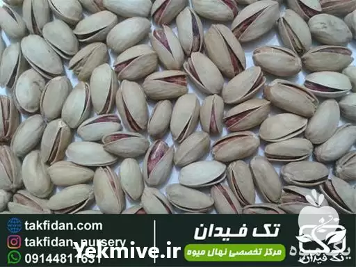 فروش خرید و قیمت نهال پسته در رشت در گروه خرید و فروش نهال پسته در یکمیوه -عکس1