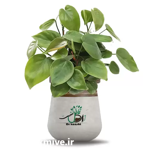 قیمت خرید عمده گیاه فیلودندرون قلبی در کرج در گروه خرید و فروش گیاهان زینتی در یکمیوه -عکس1