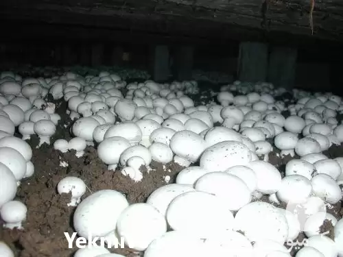 فروش کمپوست قارچ دکمه ای در تهران در گروه خرید و فروش قارچ در یکمیوه -عکس1