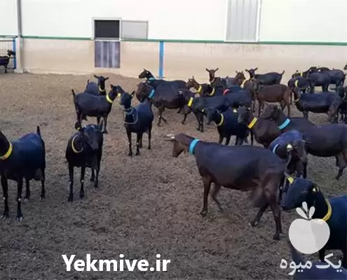 قیمت خرید بز مورسیا و بزغاله در اصفهان در گروه گاو و گوسفند و میش و بز کهره گوساله در یکمیوه -عکس1