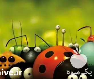 قیمت خرید 	آموزش مشاغل جدید پرورش در قزوین در گروه خرید و فروش زنبورعسل در یکمیوه -عکس1