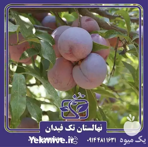 خرید و قیمت نهال آلو سانتاروا در گروه خرید و فروش نهال در یکمیوه -عکس1