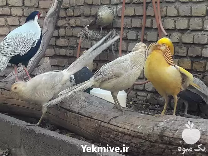 قیمت خرید قرقاول در سمنان در گروه خرید و فروش انواع پرنده در یکمیوه -عکس1