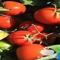 فروش بذر گوجه کاکی 738 در بجنورد در گروه خرید و فروش گوجه فرنگی در یکمیوه