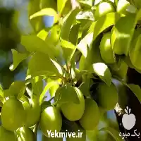 فروش نهال گوجه سبز دانه بذری در گروه خرید و فروش نشا در یکمیوه