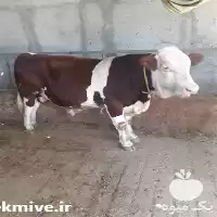 فروش گوساله های سیمینتال اصیل دارای در تهران در گروه گاو و گوسفند و میش و بز کهره گوساله در یکمیوه