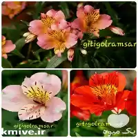 استخدام کشاورزی آلسترومریا در گروه سایر استخدام حوزه کشاورزی و دامپروری در یکمیوه