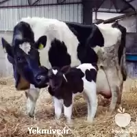 گوساله سمینتال فروش گوساله در کرمانشاه در گروه گاو و گوسفند و میش و بز کهره گوساله در یکمیوه