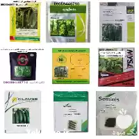 فروش بذر خیار گلخانه ای در شیراز در گروه خرید و فروش بذر خیار در یکمیوه