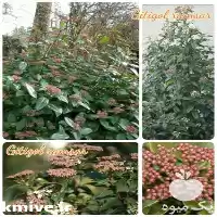 فروش درختچه برنز در ساری در گروه خرید و فروش نهال درخت در یکمیوه