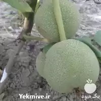 عرضه و فروش نهال گردو ژنوتیپ در گروه خرید و فروش نهال گردو در یکمیوه