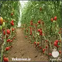 قیمت خرید بذر گوجه گلخانه ای در تبریز در گروه خرید و فروش انواع بذر در یکمیوه