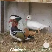 قیمت خرید تخم نطفه دار اردک در گرگان در گروه انواع تخم ها در یکمیوه