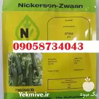 فروش بذر خیار کیهان بذر گلخانه در گروه خرید و فروش بذر خیار در یکمیوه