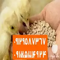 فروش ارائه تخصصی انواع دان در گروه مرغ و خروس و بوقلمون و اردک قو قاز در یکمیوه