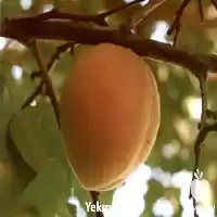 فروش عمده نهال زردآلو در گروه خرید و فروش نهال در یکمیوه