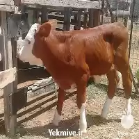 فروش گوساله سیمینتال در سنندج در گروه گاو و گوسفند و میش و بز کهره گوساله در یکمیوه