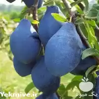 فروش نهال آلو رویال بلک در گروه خرید و فروش نهال در یکمیوه