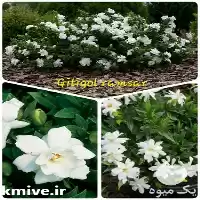 کود آهن فروش گاردنیا در ساری در گروه خرید و فروش کود آهن در یکمیوه