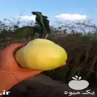 قیمت خرید تولید نهال در شیراز در گروه خرید و فروش نهالستان در یکمیوه