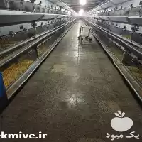 فروش قیمت قفس مرغ تخمگذار در گروه تجهیزات مرغداری در یکمیوه