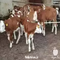 قیمت خرید گوساله پرواری در بوشهر در گروه گاو و گوسفند و میش و بز کهره گوساله در یکمیوه