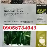 سفارش بذر خیار ناگین پر فروش در گروه خرید و فروش بذر خیار در یکمیوه