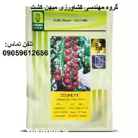 فروش خرید بذر گوجه گیلاسی سلین در اصفهان در گروه خرید و فروش گیلاس در یکمیوه