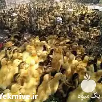 قیمت خرید جوجه اردک ورامینی انواع در گروه مرغ و خروس و بوقلمون و اردک قو قاز در یکمیوه