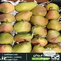 فروش نهال گلابی بیروتی در ارومیه در گروه خرید و فروش نهال گلابی در یکمیوه