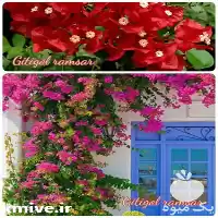 خدمات باغ گل کاغذی در گروه خدمات باغبانی در یکمیوه