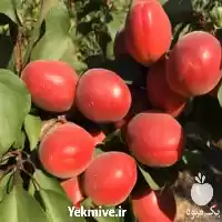 پیش فروش زرد آلو قرمز آمریکایی در گروه خرید و فروش زردآلو در یکمیوه