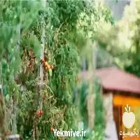 فروش نهال آلو بخارا در ساری در گروه خرید و فروش نهال در یکمیوه