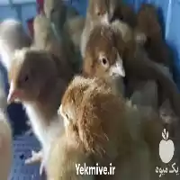 تولید فروش جوجه یک روزه ارسال در گروه مرغ و خروس و بوقلمون و اردک قو قاز در یکمیوه
