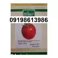 گوجه فرنگی ثمین مناسب صادرات در گروه واردات و صادرات در یکمیوه