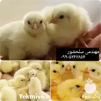 فروش جوجه گوشتی در اهواز در گروه مرغ و خروس و بوقلمون و اردک قو قاز در یکمیوه