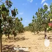 قیمت خرید نهال پسته در ارومیه در گروه خرید و فروش نهال پسته در یکمیوه