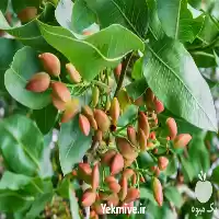 قیمت خرید قیمت نهال پسته هیبریدی در شیراز در گروه خرید و فروش نهال پسته در یکمیوه