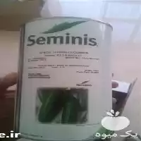 قیمت خرید بذر خیار درجه یک در تبریز در گروه خرید و فروش بذر خیار در یکمیوه