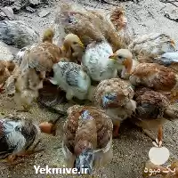قیمت خرید قیمت انواع تخم نطفه در اصفهان در گروه انواع تخم ها در یکمیوه