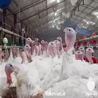 فروش خرید بوقلمون آماده کشتار در تهران در گروه مرغ و خروس و بوقلمون و اردک قو قاز در یکمیوه