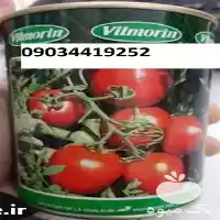 فروش قیمت گوجه فرنگی ویلمورین در گروه خرید و فروش گوجه فرنگی در یکمیوه