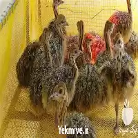 فروش قیمت جوجه شتر مرغ یک در تهران در گروه مرغ و خروس و بوقلمون و اردک قو قاز در یکمیوه