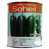 فروش بذر خیار سهیل در بجنورد در گروه خرید و فروش بذر خیار در یکمیوه